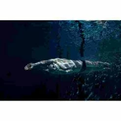 Ameo Powerbreather Snorkel 11 Ameo Powerbreather Snorkel -Titan Fitness Sales Shop 249 1400 4